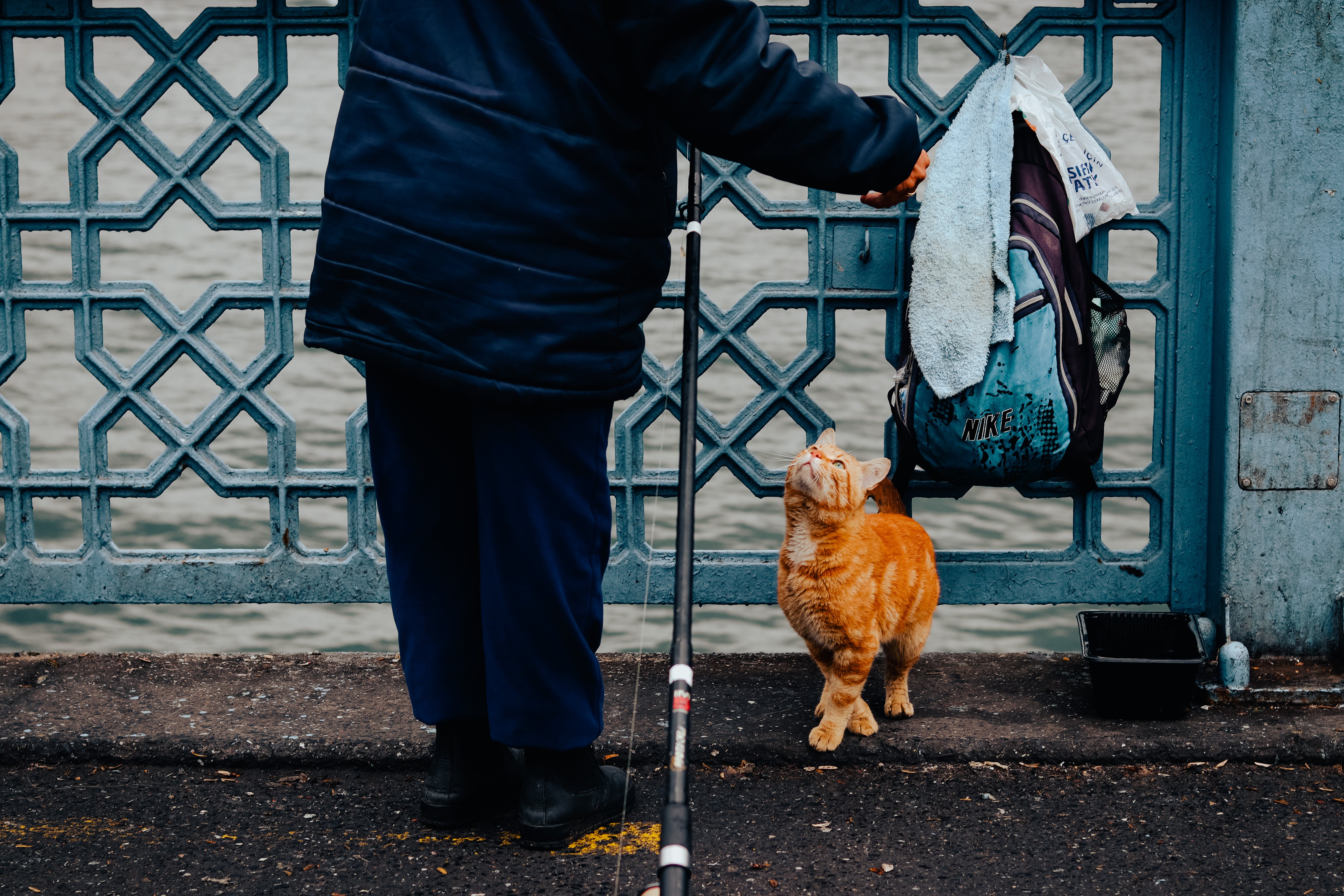 Person standing on a bridge with a fishing pole an orange tabby cat looks up at them