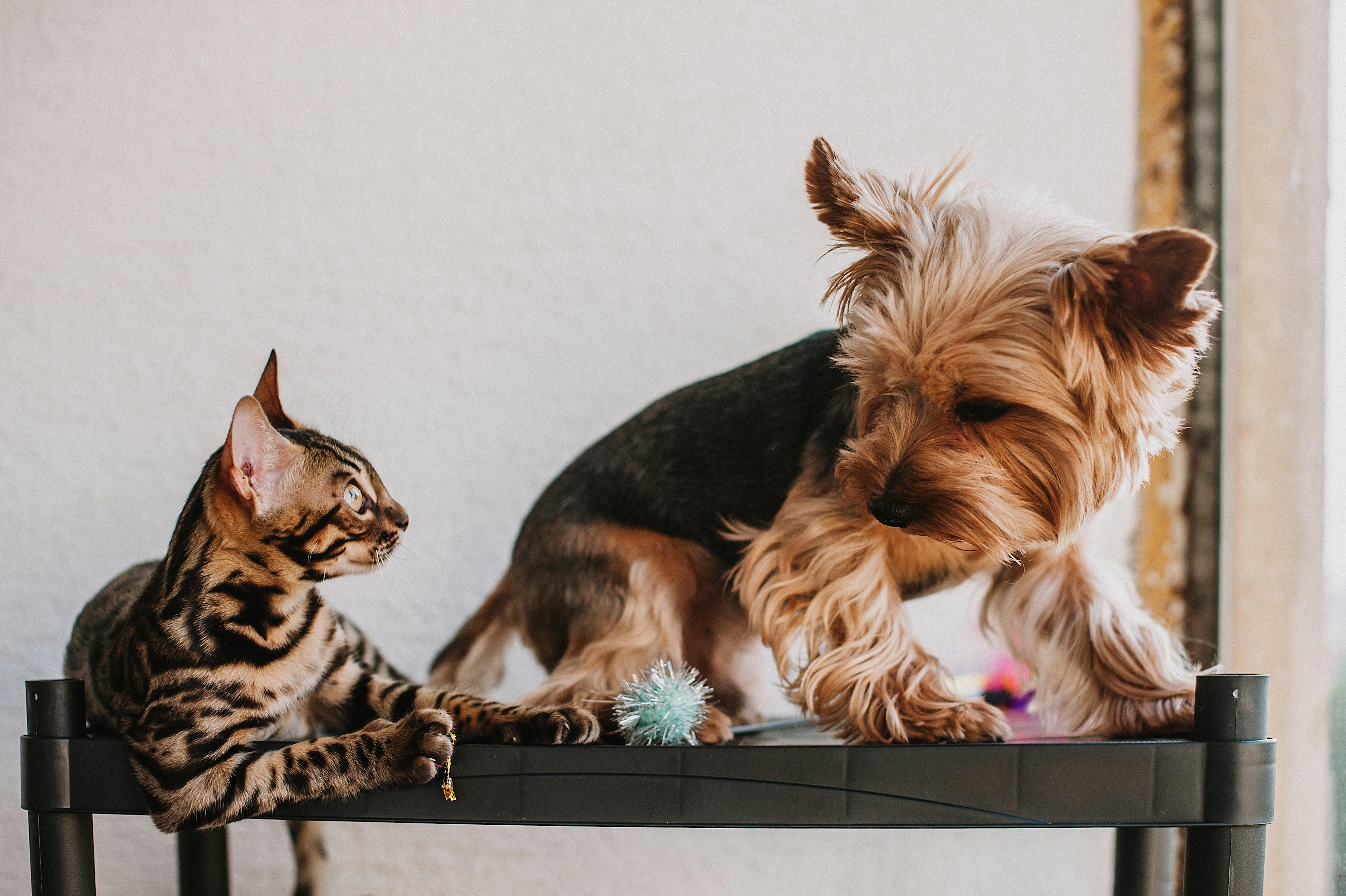 Bangle cat and Yorkie dog sitting on a shelf looking at each other