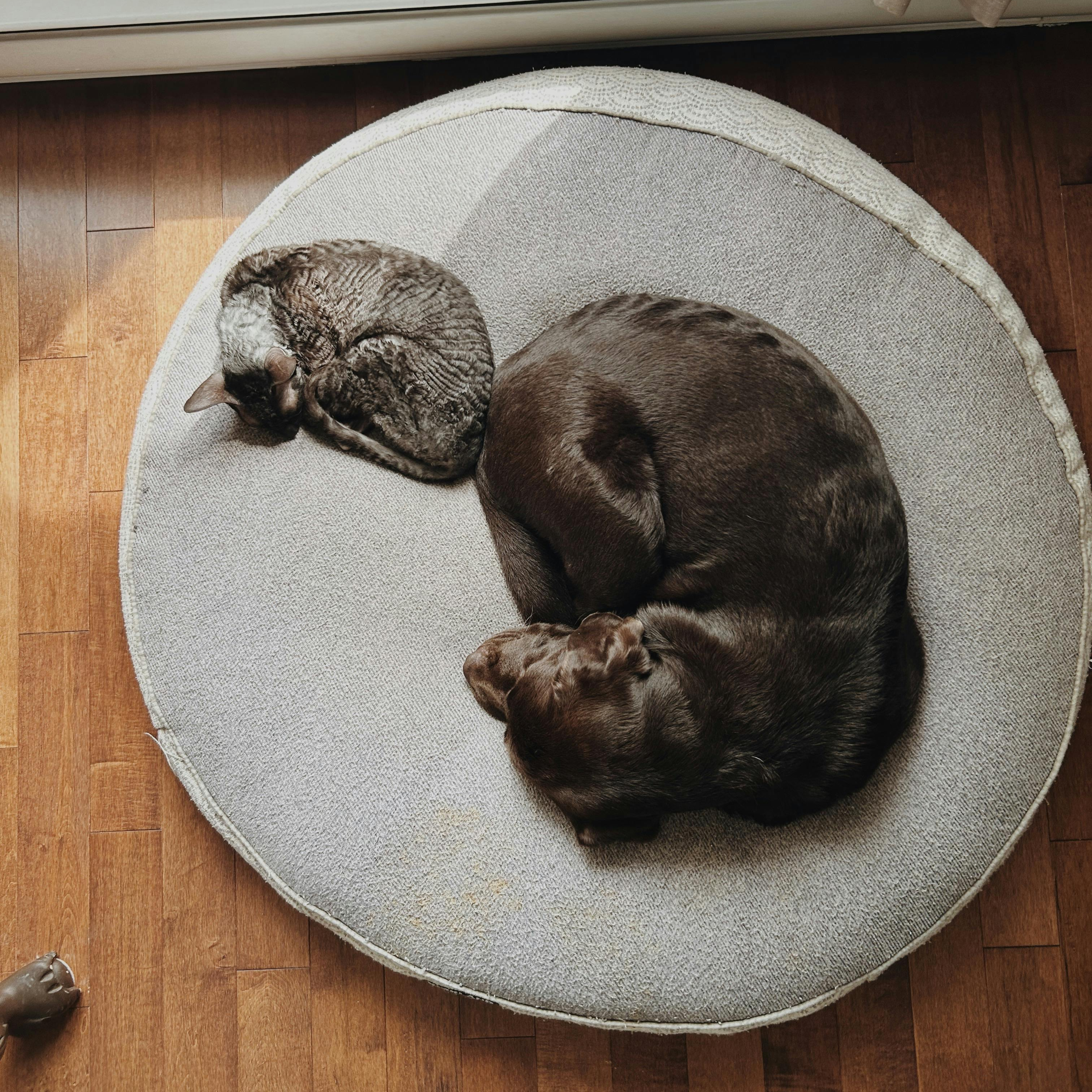Photo of a rex cat and chocolate lab dog sharing a large gray pet bed