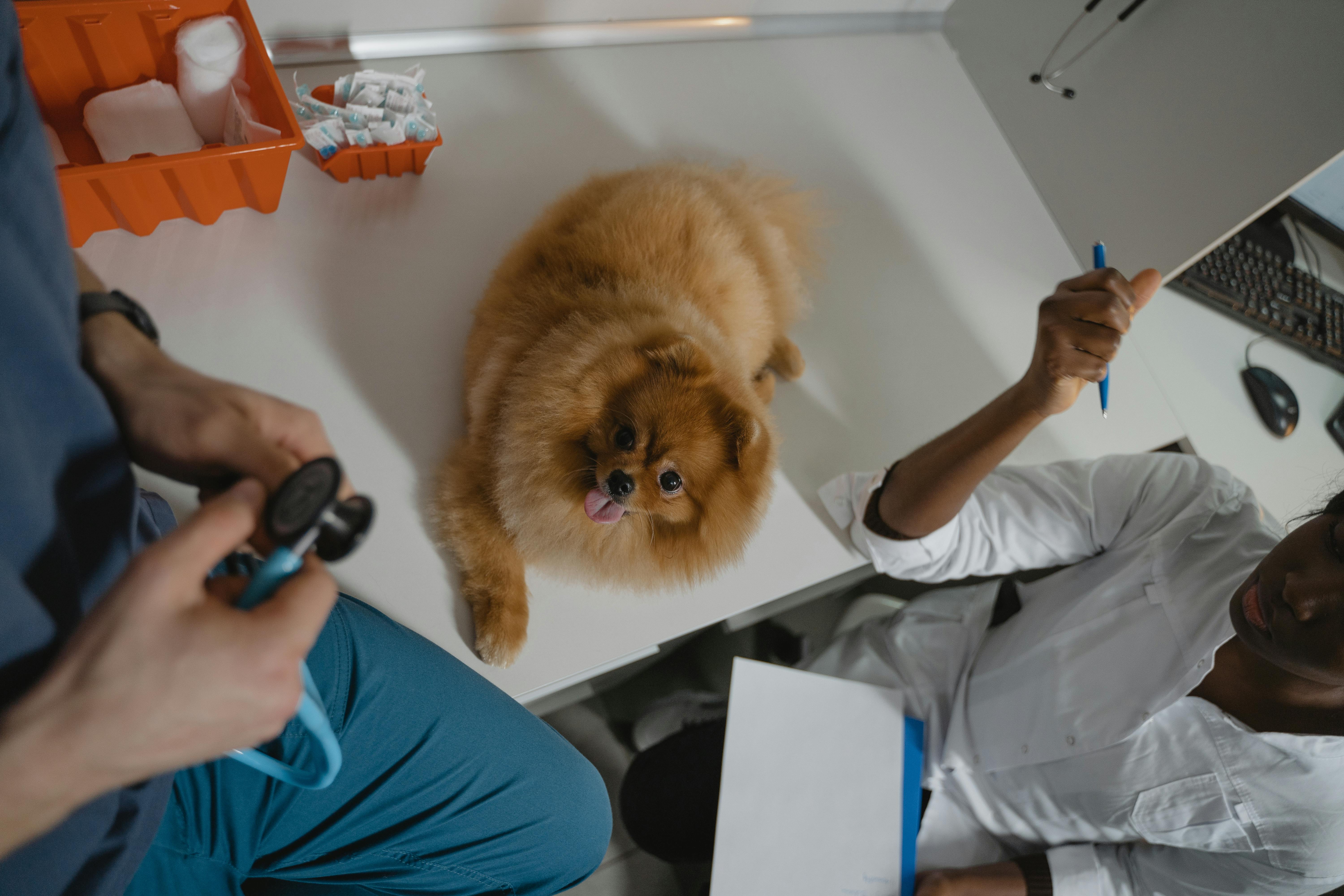 Pomeranian dog laying on a counter with a vet and technician