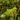 bright photo of an American Mulberry bush green leaves with red berries