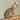 Beautiful healthy Cheetoh breed cat