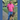 Man in a pink shirt holding his German Shepherd dog