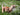 Five Spring Tips for Pet Owners: a playful orange cat exploring a sunny flower-filled garden on a leash.