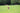 A happy dog running on green grass in a park, representing themes related to What is the National Animal Supplement Council?