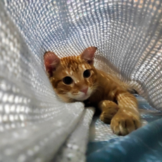 An orange tabby cat underneath a loosely woven white blanket