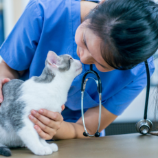 A veterinarian in blue scrubs touches noses with a gray and white tabby cat.
