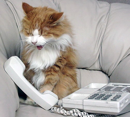 Contact us! An orange and white long haired cat sits with a phone receiver in front of it, It is meowing.