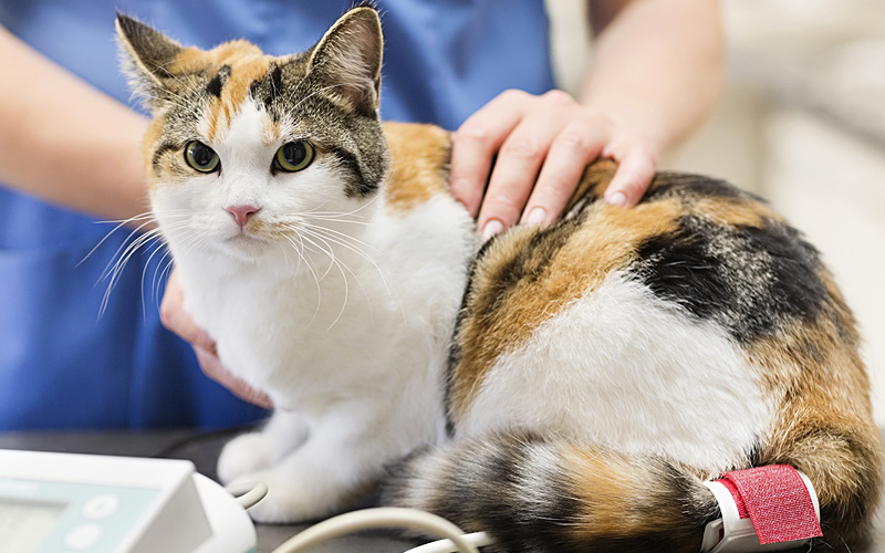 Vetimmune for veterinarians