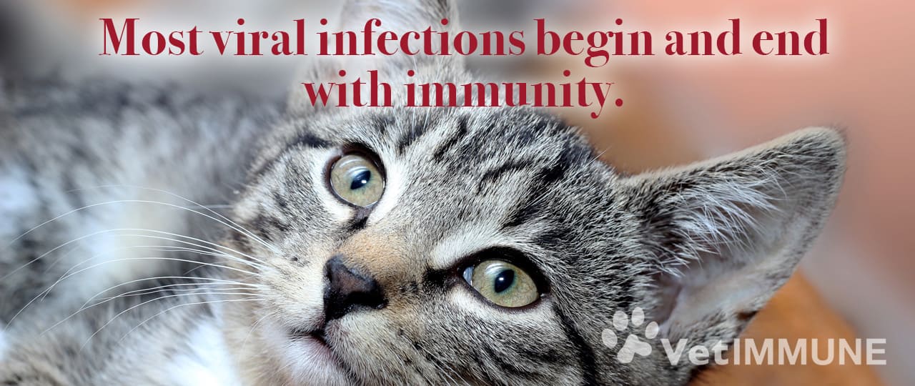 viral-infections-end-with immunity